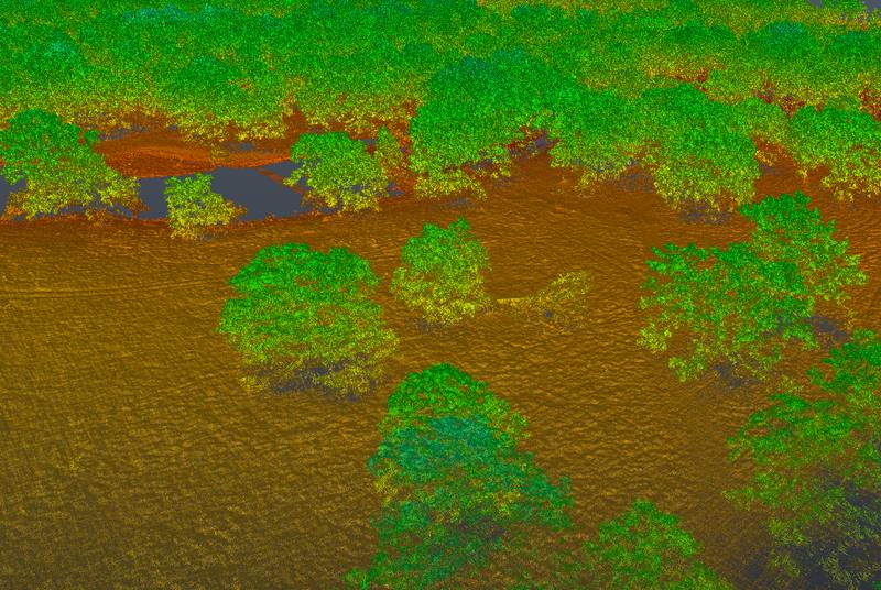 Bare earth surface recovered under canopy alongside the vegetation returns above it